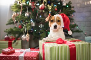 Please Don’t Give Your Kids a Pet for Christmas